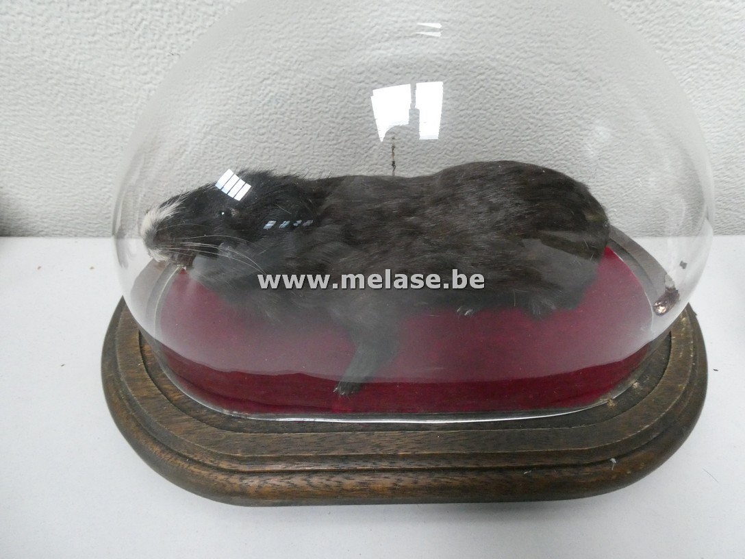 Opgezette cavia onder stolp